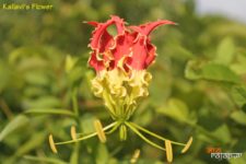 kallavis-flower
